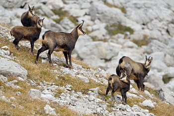 Chamois / Alpine chamois ( Rupicapra rupicapra ), two adults with young fawns in autumn,  alps, Germ