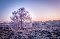 Amsterdamse Waterleiding Duinen van martin slagveld thumbnail