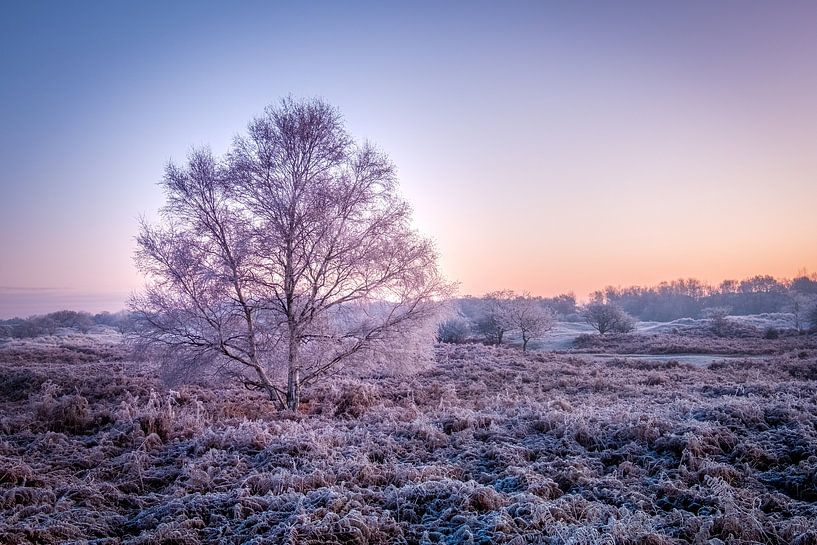 Amsterdamse Waterleiding Duinen van martin slagveld