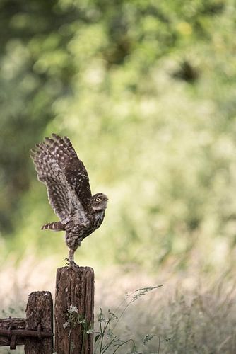 Little owl flies up to nest with four young little owls