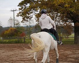 Training with the white horse on a riding arena in autumn