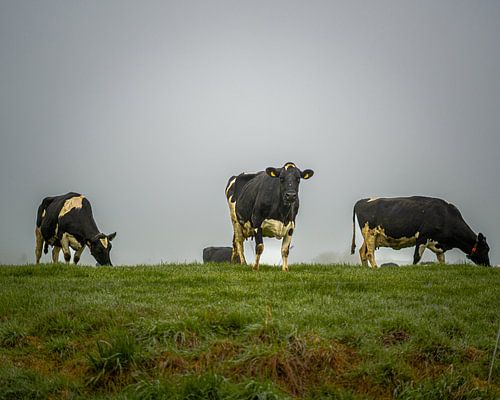 3 Kühe auf der Wiese.