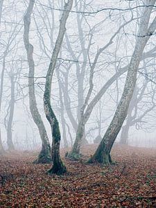 Enchanted Forest