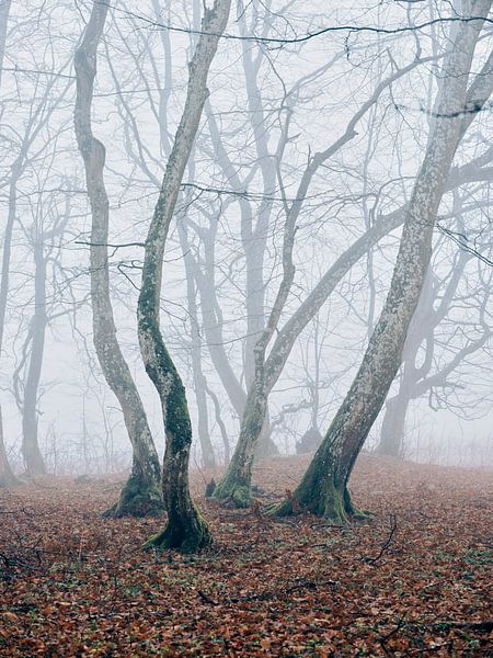 Forêt enchantée par Max Schiefele