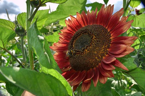 dunkle Sonnenblume