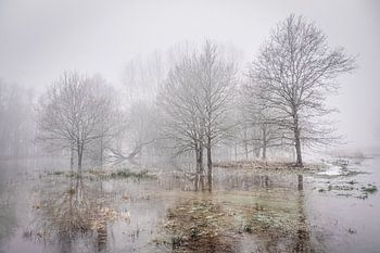 In de greep van de nevel