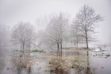 In de greep van de nevel