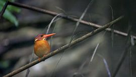 Sulawesid dwarf kingfisher in the forest