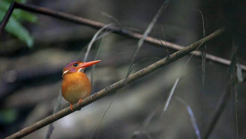 Sulawesid dwarf kingfisher in the forest by Anges van der Logt