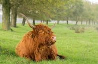 Schotse Hooglander in het Gras van Charlene van Koesveld thumbnail