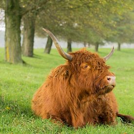 Schotse Hooglander in het Gras van Charlene van Koesveld