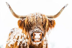 Portrait d'un Highlander écossais dans la neige en hiver sur Sjoerd van der Wal Photographie