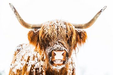 Portret van een Schotse Hooglander in de sneeuw tijdens de winter van Sjoerd van der Wal