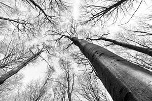 Kijk omhoog in het bos van Leontine van der Stouw