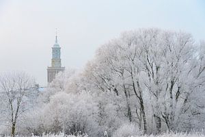 Berijpte bomen in de uiterwaarden van de IJssel bij Kampen met de Nieuwe Toren in de achtergrond van Sjoerd van der Wal Fotografie