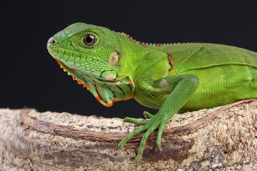 Green Iguana (Iguana iguana) by Ronald Pol