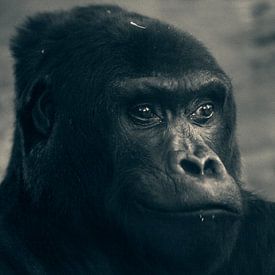 Gorille sur David Dirkx