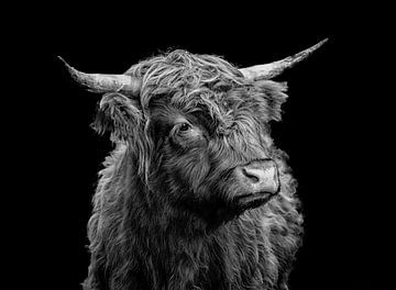 Schotse Hooglander in zwart wit Bison van Evelien van der Horst
