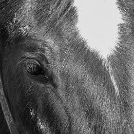 Pferd auf Ameland von Willem Holle WHOriginal Fotografie