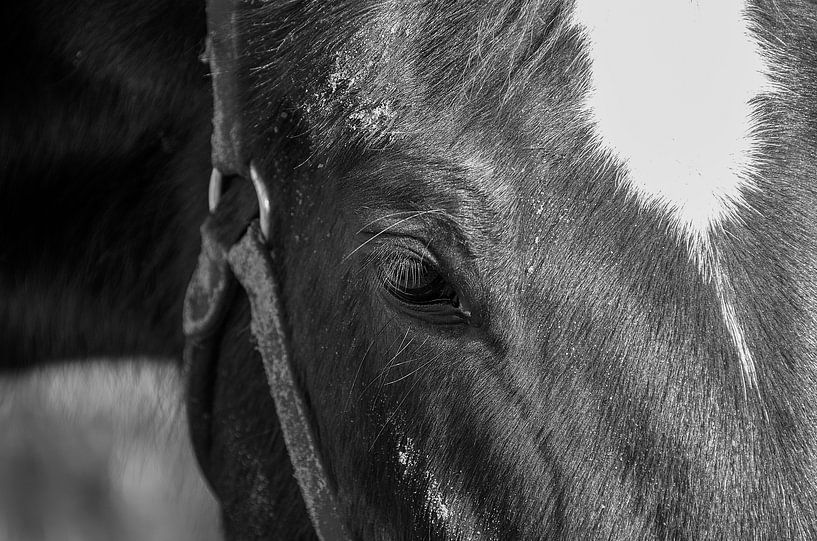 Pferd auf Ameland von Willem Holle WHOriginal Fotografie