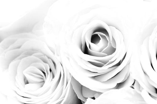 Roses in black and white