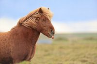 IJslands paard in een weide