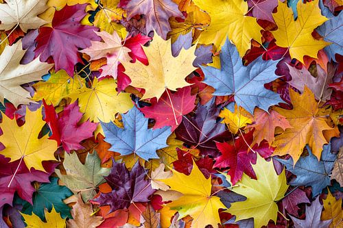 Feuilles d'automne colorées