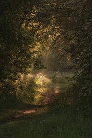 Frühlingssonne im Wald von Moetwil en van Dijk - Fotografie
