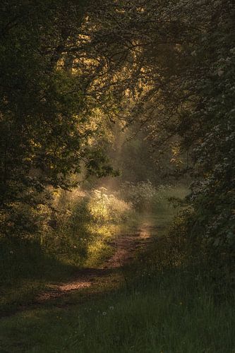 Lentezonnetje in het bos