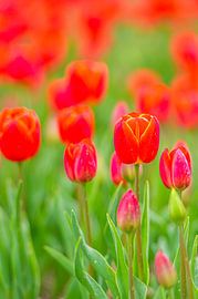 Rote Tulpen auf einem Feld im Frühling von Sjoerd van der Wal Fotografie