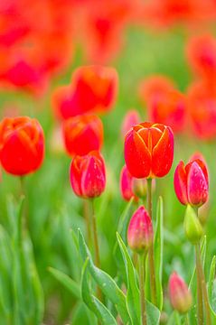 Rode tulpen in een veld tijdens de lente