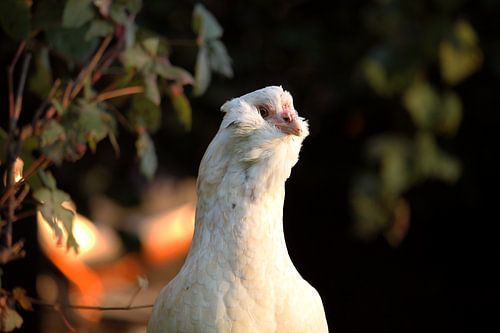 Curious white hen