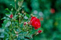 Roses II
