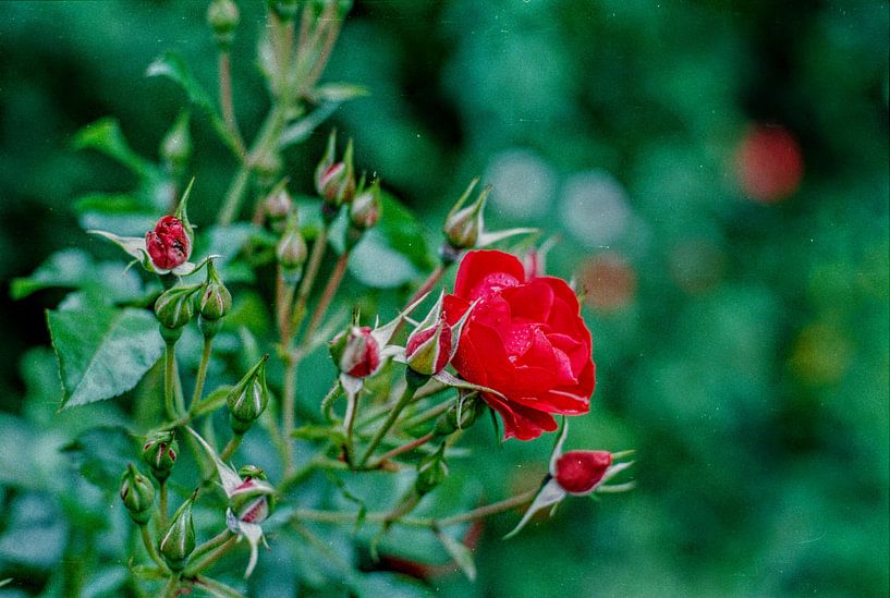 Rosen II von Floris Trapman