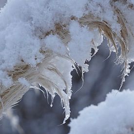 les diamants dans la nature sur joyce kool
