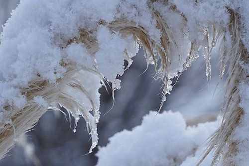 diamonds in nature by joyce kool