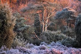 Après une froide nuit d'hiver au parc national de Dwingelderveld dans la Drenthe, le chaud soleil du sur Bas Meelker
