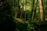 Silence dans la forêt
