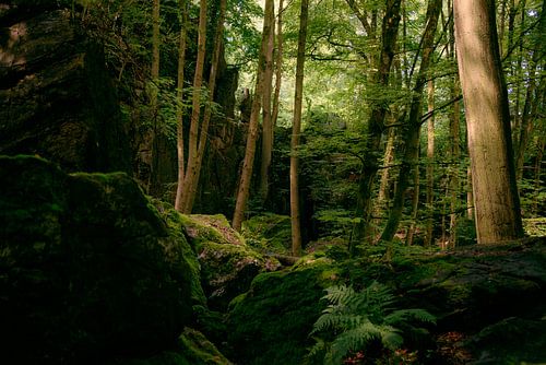 Stilte in het bos