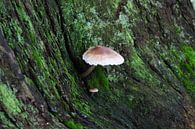 Een grote en een kleine paddenstoel aan de boom van Frank Herrmann thumbnail
