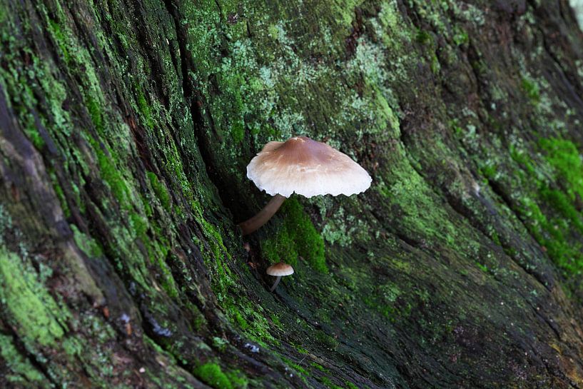 Een grote en een kleine paddenstoel aan de boom van Frank Herrmann