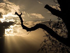 Een tak zoekt z''n weg naar het licht terwijl er stralen door de wolken breken von Anneriek de Jong