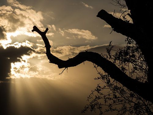 Een tak zoekt z''n weg naar het licht terwijl er stralen door de wolken breken