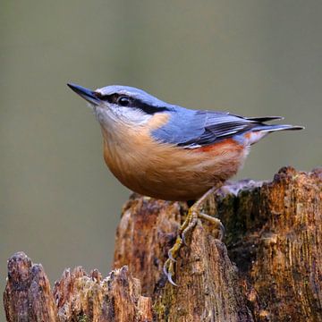 Boomklever van Sabrina de Vries