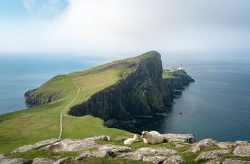 Sheep in front of Neist Point by Roelof Nijholt