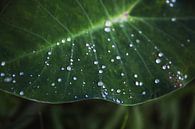 Leaf with water by Yvette Baur thumbnail