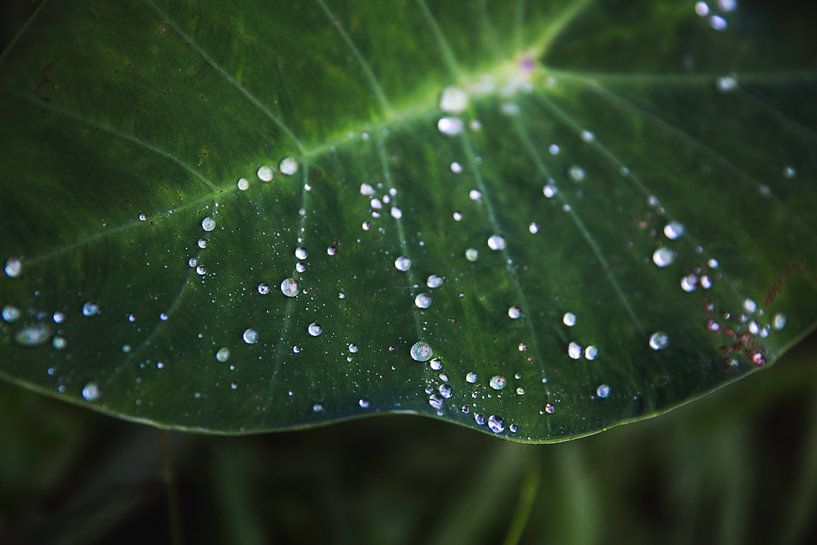 Leaf with water by Yvette Baur