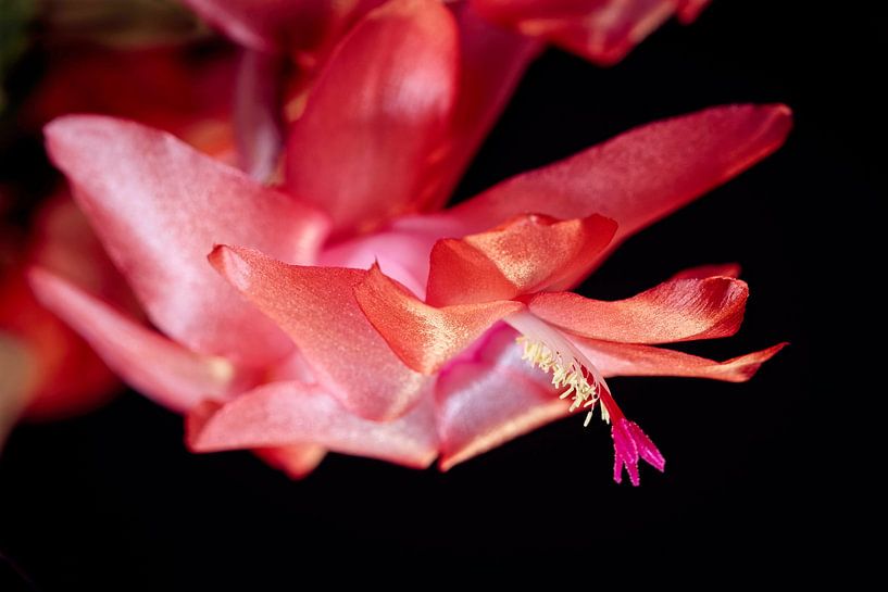 Flowering Cactus by Rob Boon