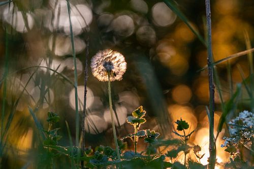 Dromerige uitgebloeide paardebloem