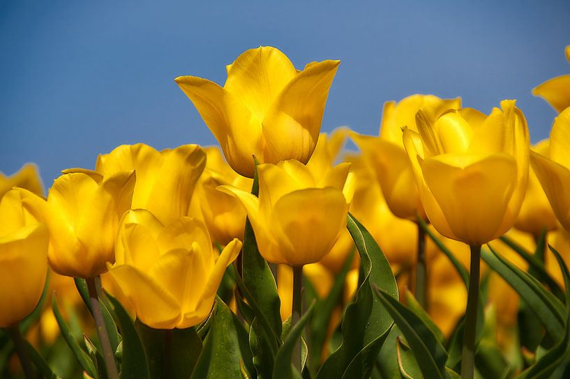 Yellow tulips by Ad Jekel